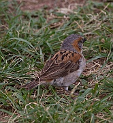 Rufous sparrow (passer rufocinctus),  Serengeti